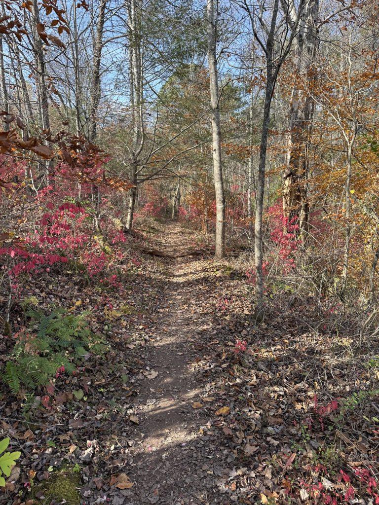 Trail near Shook Branch Recreation Area. Leaves on the ground.