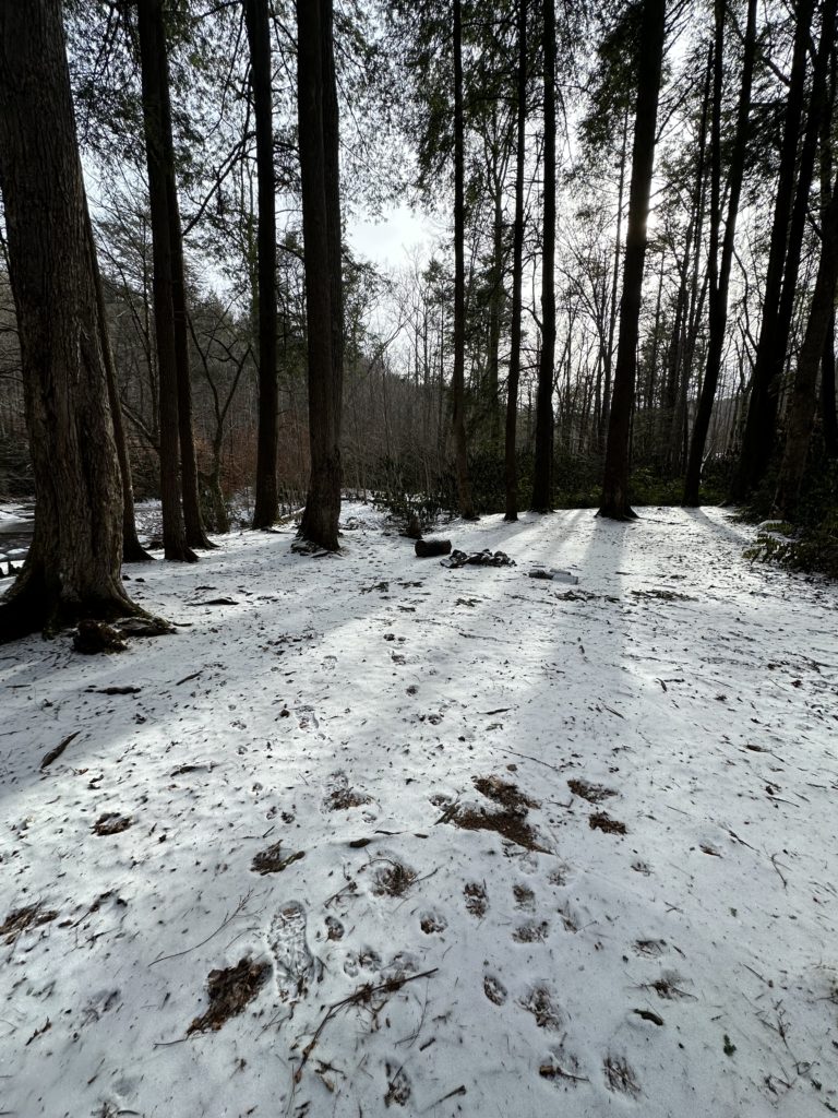 Snowy trail in Laurel Fork Wilderness Area in late winter.
