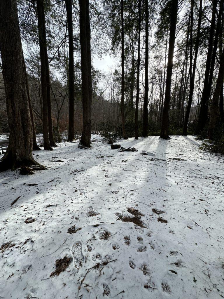 Snowy trail in Laurel Fork Wilderness Area in late winter.