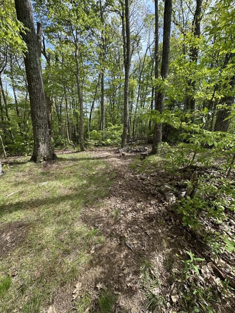 Forest path winding through green trees before disappearing in the distance.