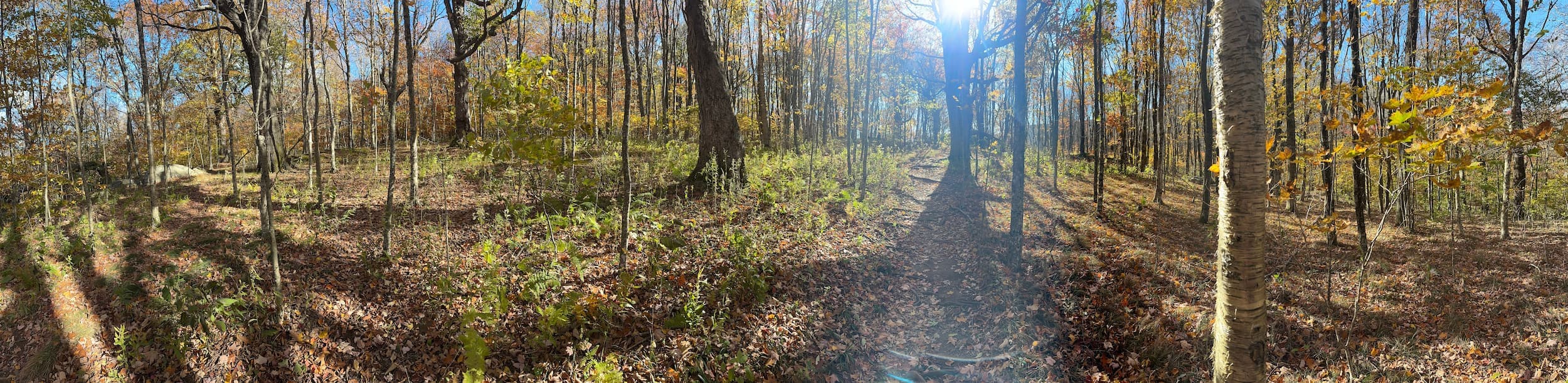 Eremos | A Trail fading into the forest in East Tennessee | Christian Hiking