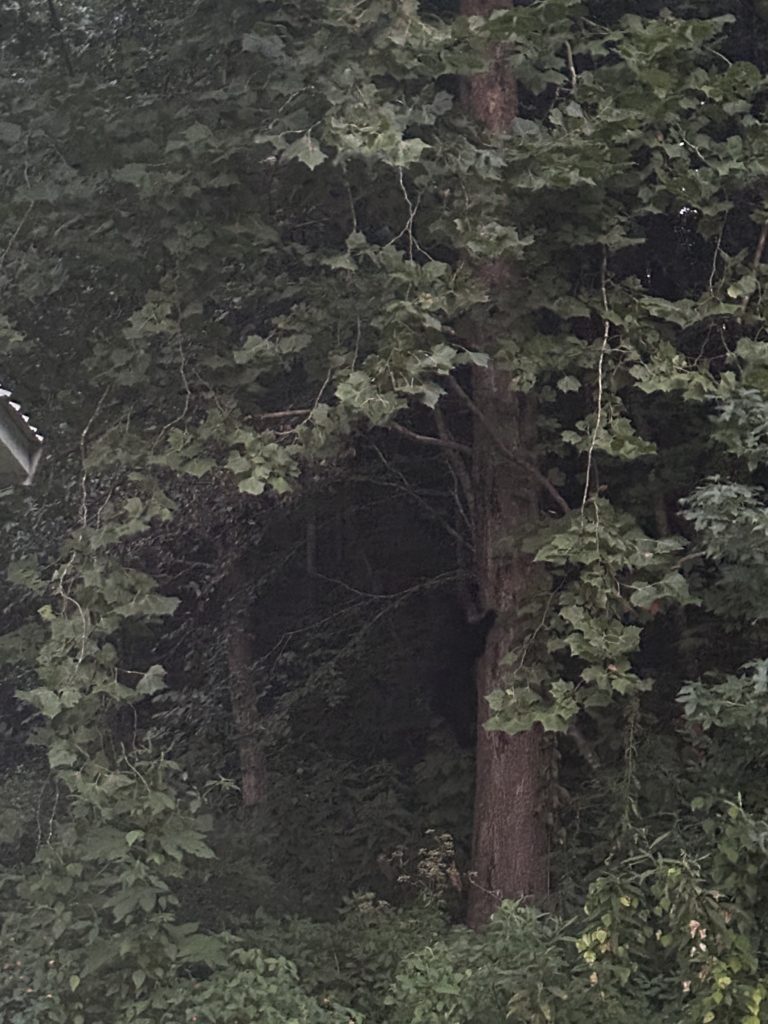 Spiritual blind spots | Wilderness Podcast | Black bear in a tree